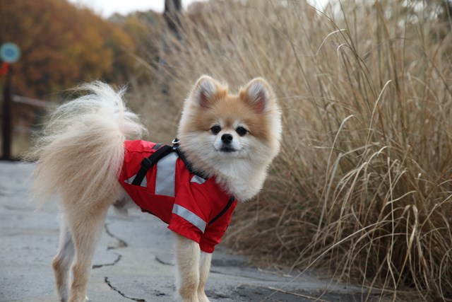 Wilderness Red - Regndekken