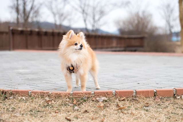 JUNIOR Beige - Jacket Hundesele