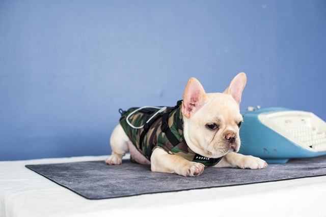 Pioneer Camo - Hundedekken med Integrert Sele