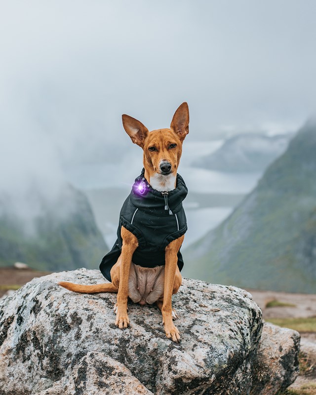 Orbiloc Safety Light - Purple