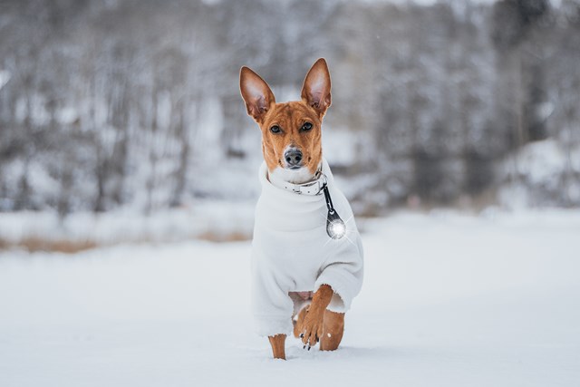 Orbiloc Safety Light Hvit