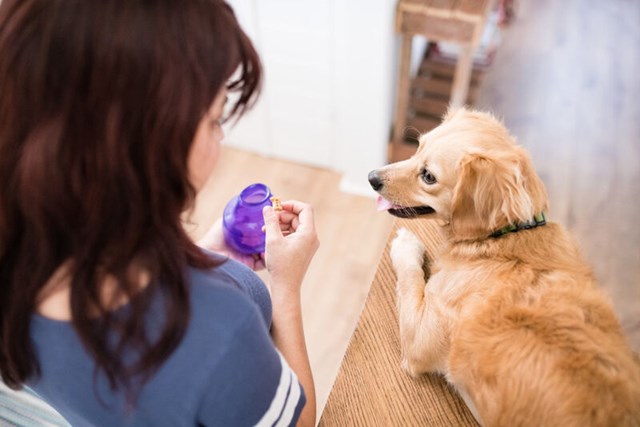 Planet Dog Orbee-Tuff Lil Snoop activity toy - purple