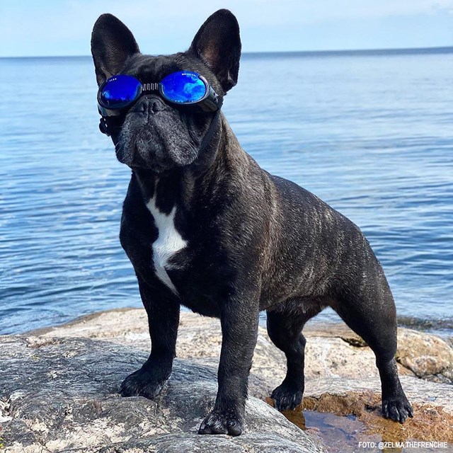 Hundebriller ILS - Shiny Black / Blue Lens