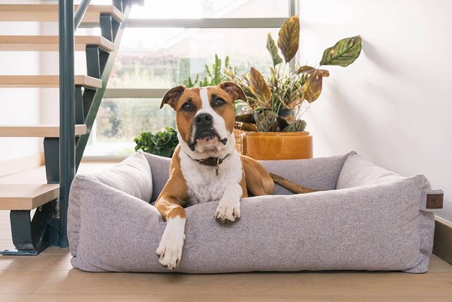 Fantail Snug Ortopedisk Hundeseng - Nut Grey