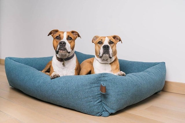 Fantail Snug Ortopedisk Hundeseng - Cosmic Blue