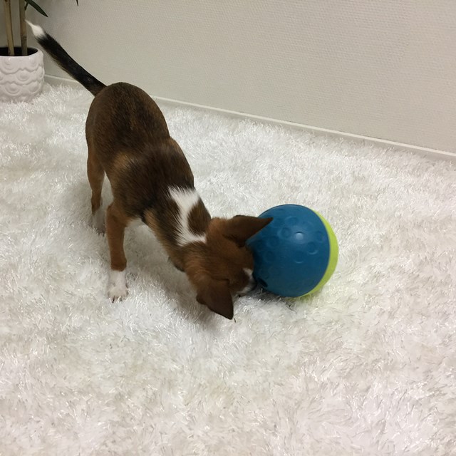 Nina Ottosson Treat Tumble Aktiveringsleketøy