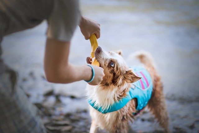 Gnawt-a-Stick Flytende Pinne - Dandelion Yellow