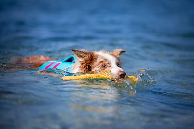 Gnawt-a-Stick Flytende Pinne - Dandelion Yellow