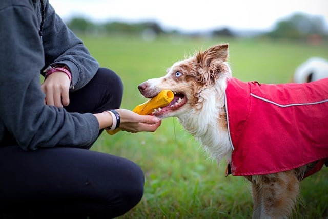 Gnawt-a-Stick Flytende Pinne - Sockeye Red