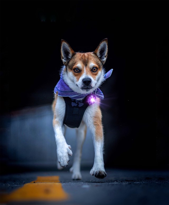 Orbiloc Safety Light - Purple