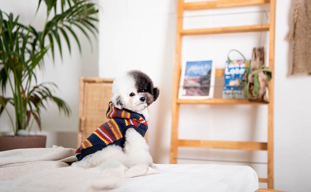 Lennon Navy - Hundegenser