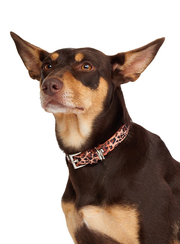 Cheetah Print dog collar