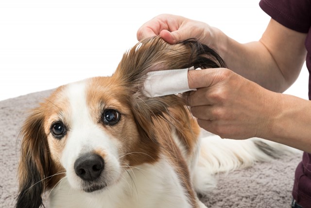 Finger Pads med Aloe Vera for Ørepleie - 50 stk