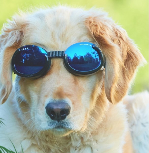 Hundebriller ILS - Shiny Black / Blue Lens