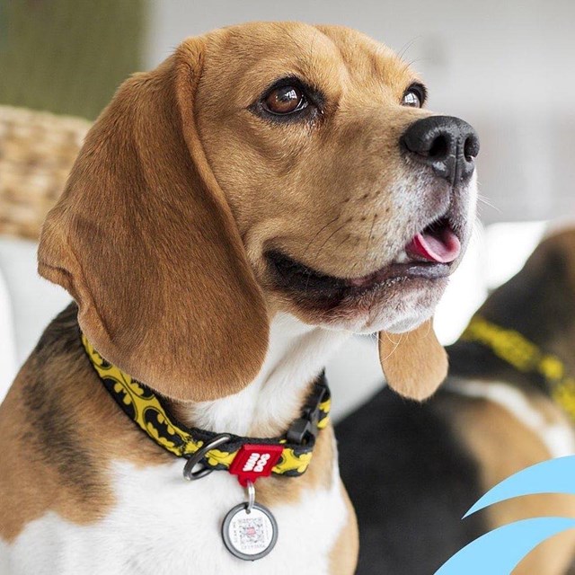 WAUDOG Batman Logo - Hundehalsbånd