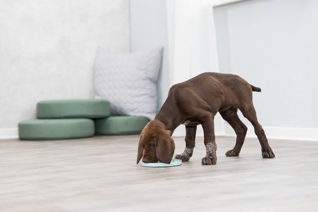 Junior Lick'n'Snack Fôrplate