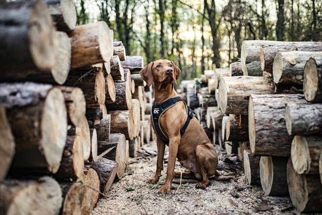 K9 IDC Longwalk Svart/Grå