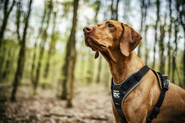 K9 IDC Longwalk Svart/Grå