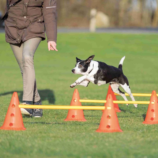 Dog Activity Agility Hindersett