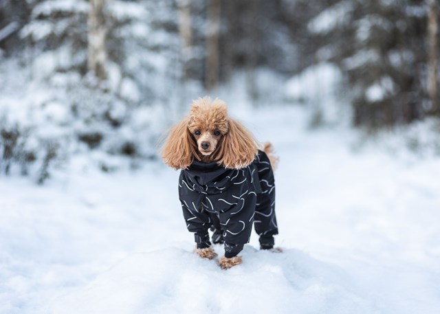 Paikka Winter Suit for Dogs - BLACK