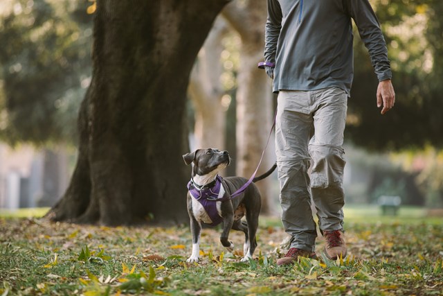 Front Range HUCKLEBERRY BLUE Hundesele