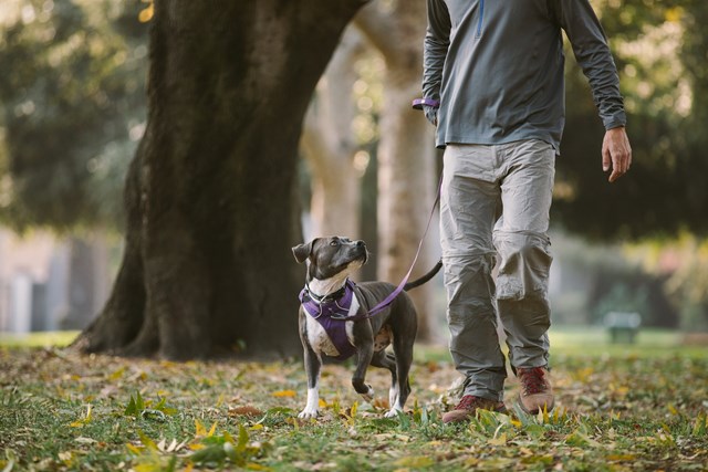 Front Range Huckleberry Blue Kobbel