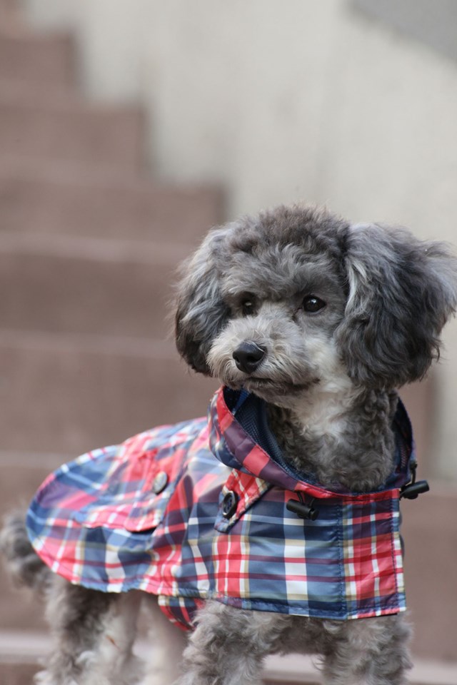 Barrington Navy - Regndekken