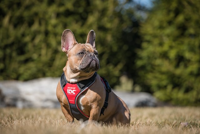 K9 IDC Longwalk Rød/Grå