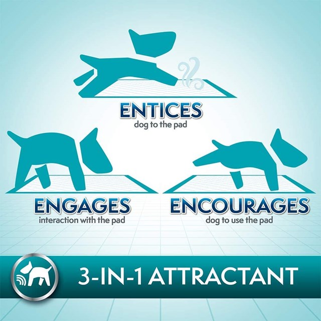 Training Pads - Absorberende Valpematter 56 stk