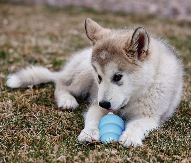 Kong Puppy Small