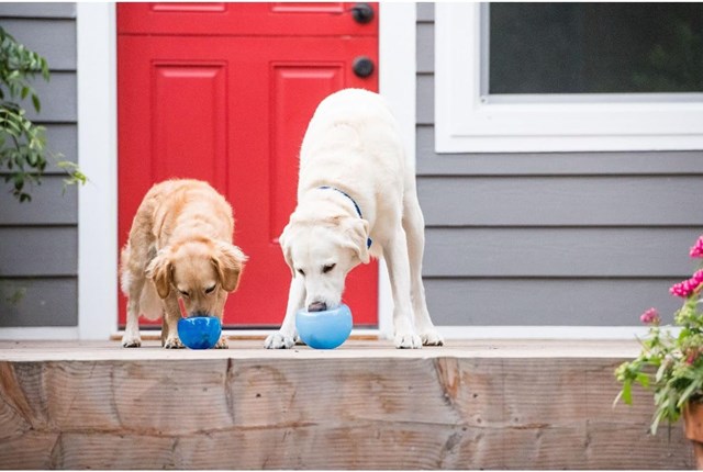 Planet Dog Orbee-Tuff Lil Snoop - blå