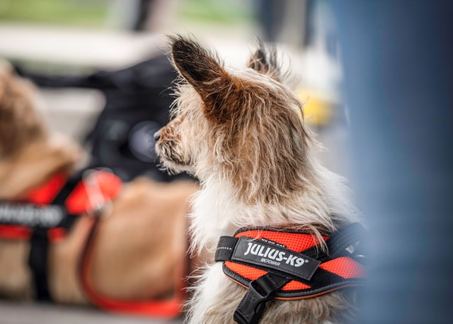 K9 Powair Sele Oransje