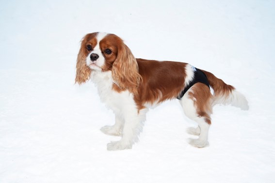 PetNation Tipsetruse - Svart