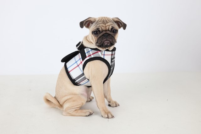 JUNIOR Black - Jacket Hundesele