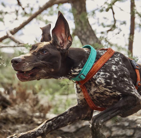 Casual ECO Halsbånd - Peacock