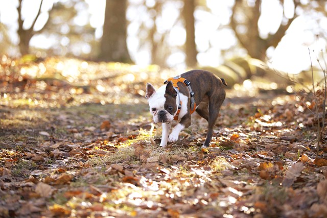 Safe-Walk Pro™ - Oransje Hundesele