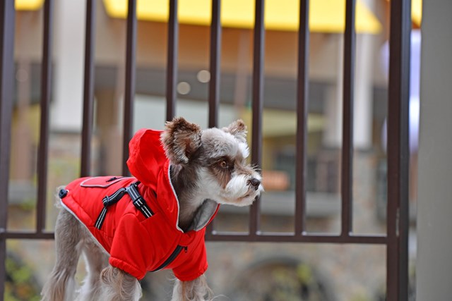 Mallory Red - Hundedekken med Integrert Sele