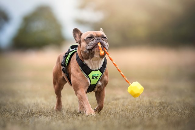 K9 IDC Longwalk Neon/Grå