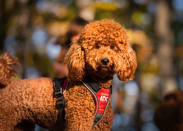 K9 IDC Longwalk Rød/Grå