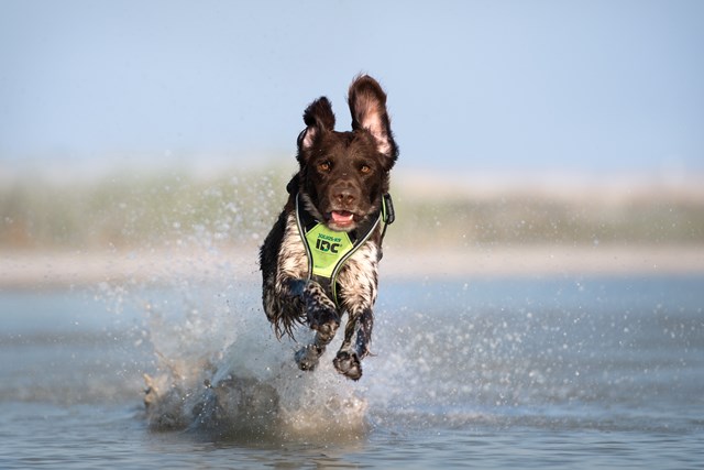 K9 IDC Longwalk Neon/Grå