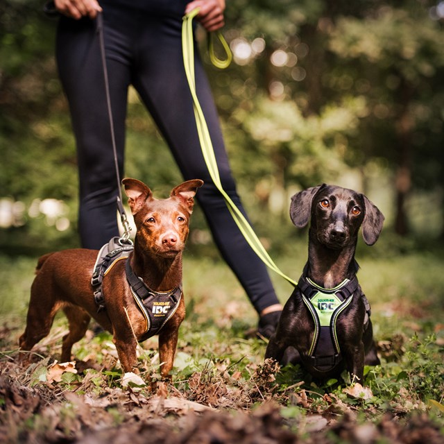 K9 IDC Longwalk Neon/Grå