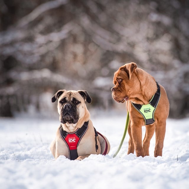 K9 IDC Longwalk Neon/Grå