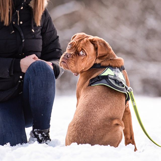 K9 IDC Longwalk Neon/Grå