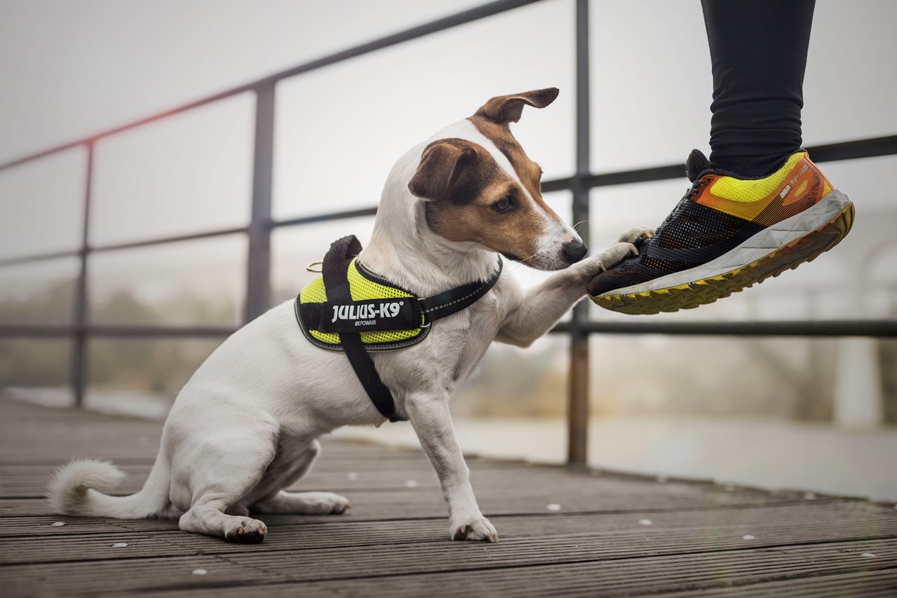 K9 Powair Sele Neon - Rask levering & 14 dagers åpent kjøp