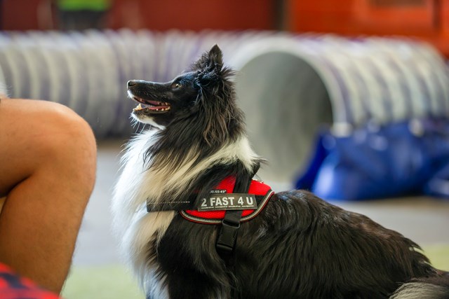 K9 DESIGN DITT EGET BORRELÅSMERKE