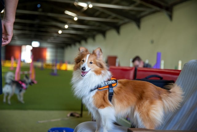 K9 Powair Sele Oransje