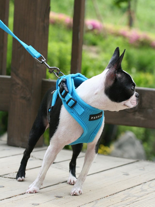 RITEFIT SOFT Skye Blue - Hundesele