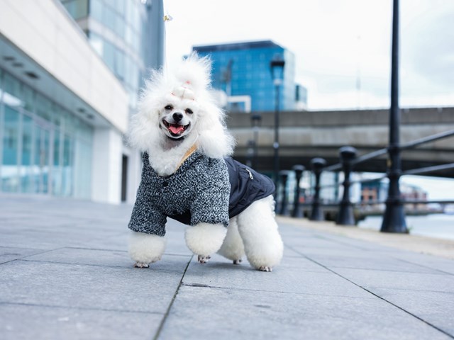 Cheviot Tweed Trimmed Parka