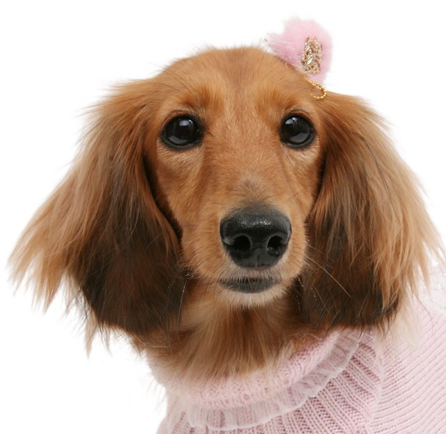 Peacock Feathers Hair Pin