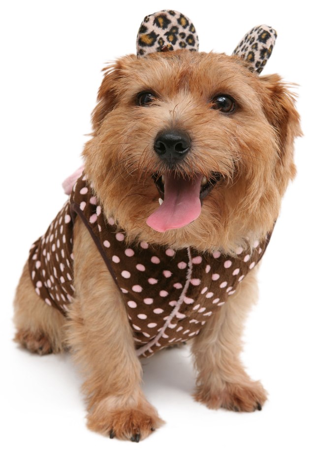 Perky Leopard Hair Pin